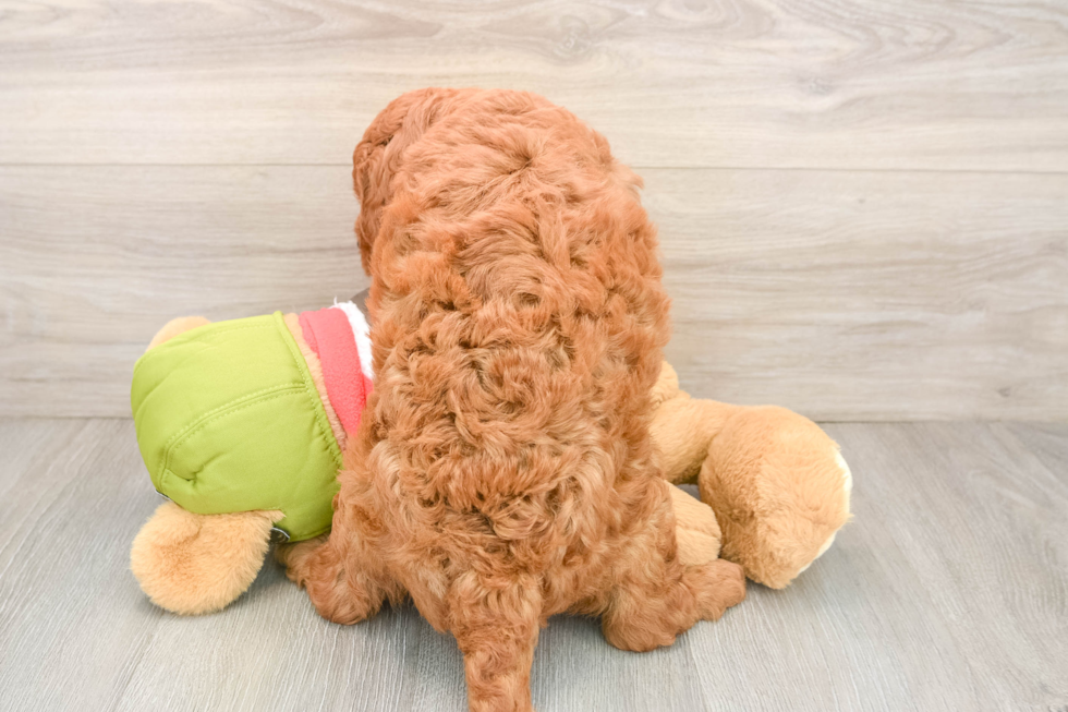 Small Mini Goldendoodle Baby