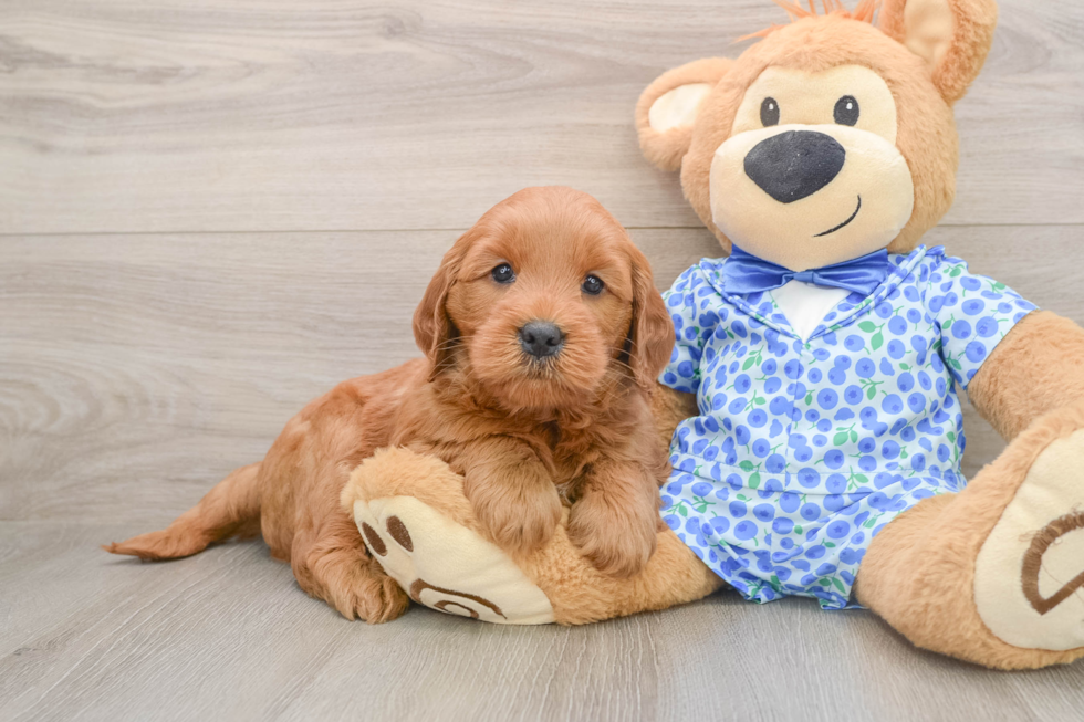 Cute Mini Goldendoodle Baby