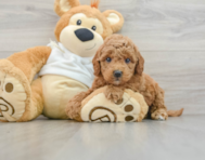 9 week old Mini Goldendoodle Puppy For Sale - Windy City Pups