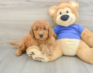 7 week old Mini Goldendoodle Puppy For Sale - Windy City Pups