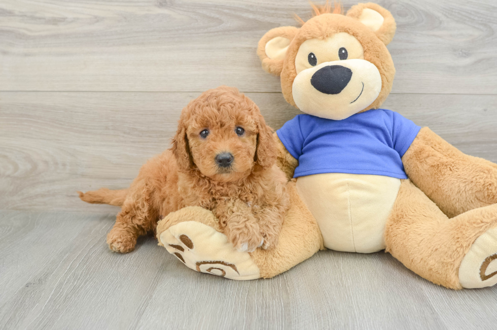 7 week old Mini Goldendoodle Puppy For Sale - Windy City Pups