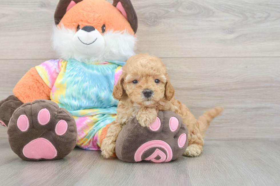 5 week old Mini Goldendoodle Puppy For Sale - Windy City Pups