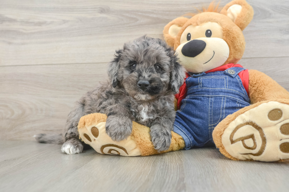 5 week old Mini Goldendoodle Puppy For Sale - Windy City Pups