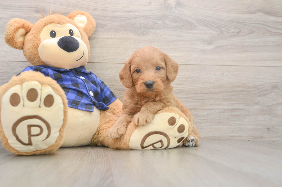 5 week old Mini Goldendoodle Puppy For Sale - Windy City Pups
