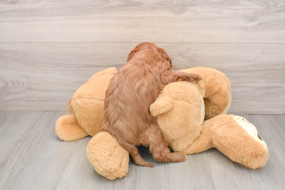 Funny Mini Goldendoodle Poodle Mix Pup