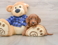 7 week old Mini Goldendoodle Puppy For Sale - Windy City Pups