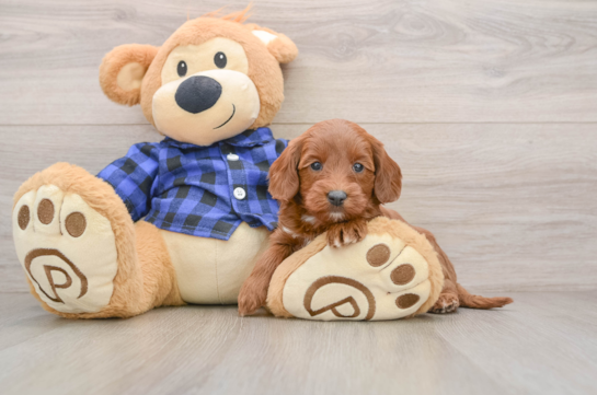 Little Mini Goldenpoo Poodle Mix Puppy