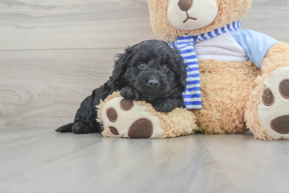 Mini Goldendoodle Pup Being Cute
