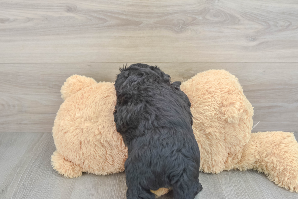 Mini Goldendoodle Puppy for Adoption