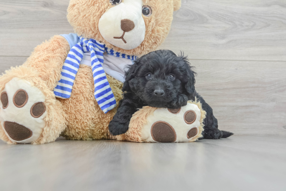 Funny Mini Goldendoodle Poodle Mix Pup