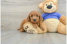 Cute Mini Goldendoodle Baby