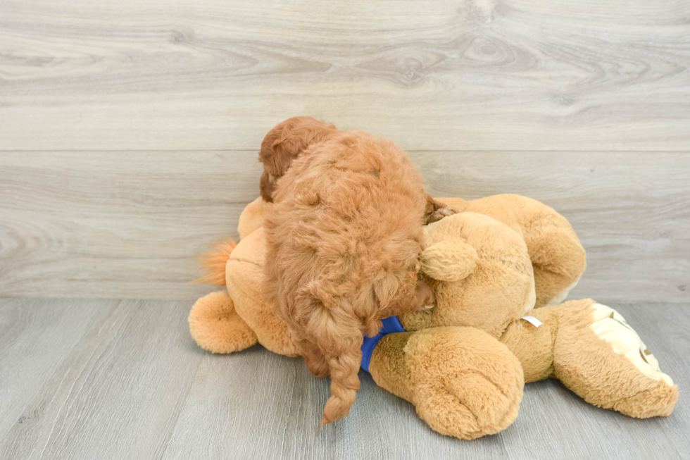 Mini Goldendoodle Pup Being Cute