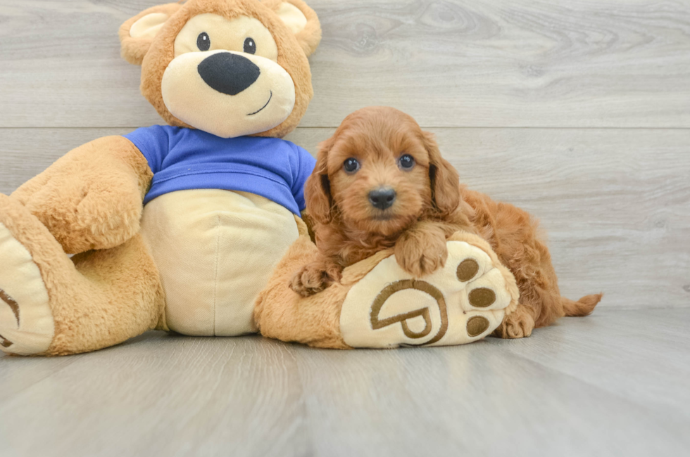 8 week old Mini Goldendoodle Puppy For Sale - Windy City Pups