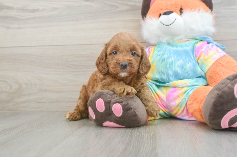 5 week old Mini Goldendoodle Puppy For Sale - Windy City Pups