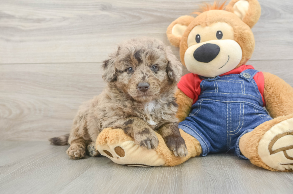5 week old Mini Goldendoodle Puppy For Sale - Windy City Pups