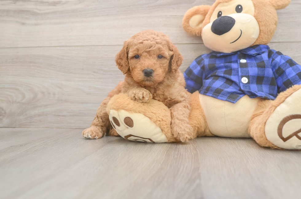 5 week old Mini Goldendoodle Puppy For Sale - Windy City Pups