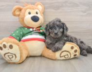 6 week old Mini Goldendoodle Puppy For Sale - Windy City Pups