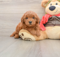 7 week old Mini Goldendoodle Puppy For Sale - Windy City Pups