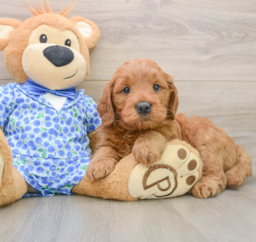 5 week old Mini Goldendoodle Puppy For Sale - Windy City Pups