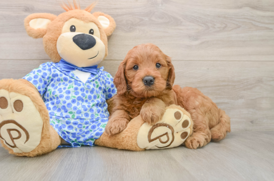 FREDDY, a Mini Goldendoodle littermate