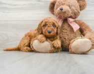 8 week old Mini Goldendoodle Puppy For Sale - Windy City Pups