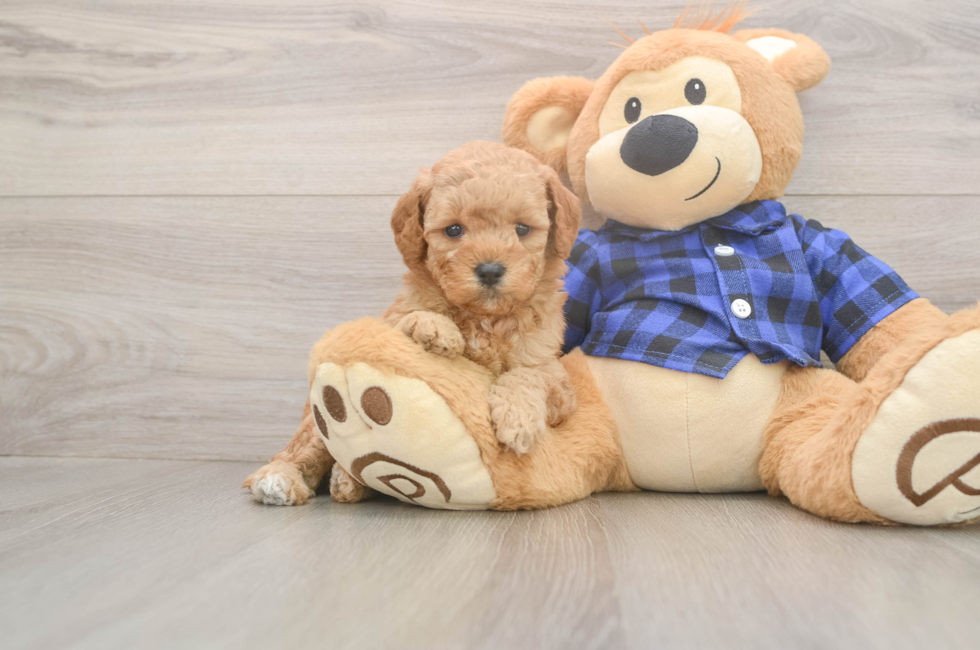 5 week old Mini Goldendoodle Puppy For Sale - Windy City Pups