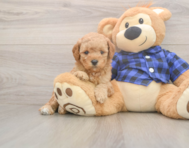 7 week old Mini Goldendoodle Puppy For Sale - Windy City Pups 7 week old Mini Goldendoodle Puppy For Sale - Windy City Pups