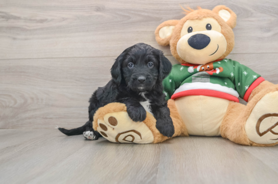 Sweet Mini Goldendoodle Baby