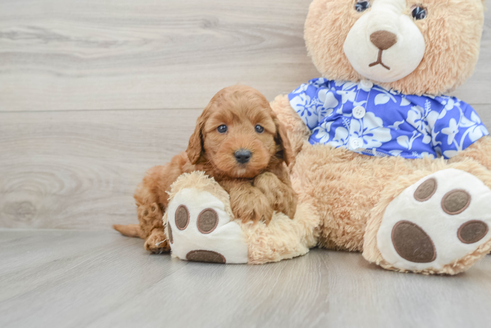 Adorable Golden Retriever Poodle Mix Poodle Mix Puppy