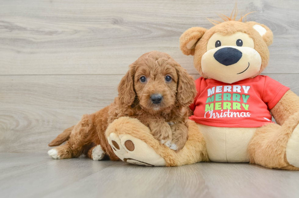 5 week old Mini Goldendoodle Puppy For Sale - Windy City Pups