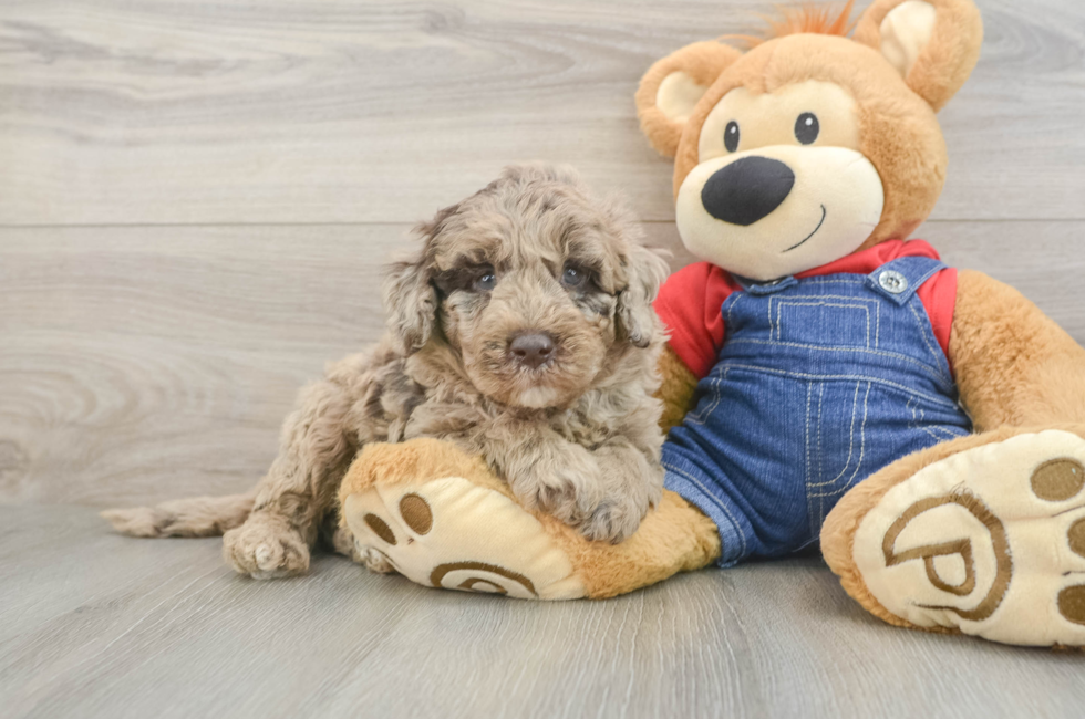 5 week old Mini Goldendoodle Puppy For Sale - Windy City Pups