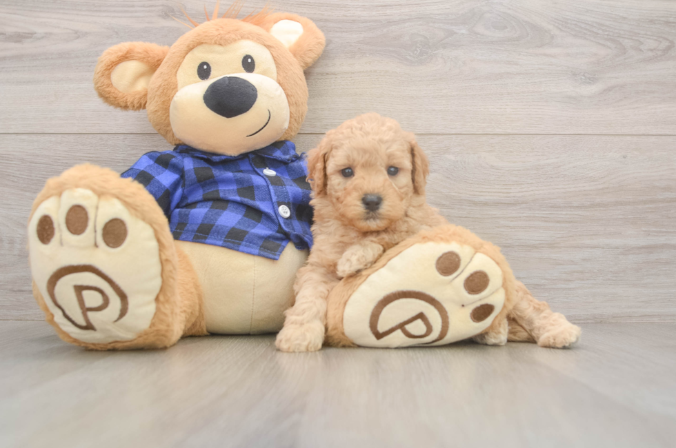 5 week old Mini Goldendoodle Puppy For Sale - Windy City Pups
