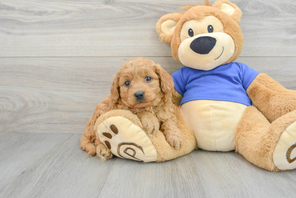 Cute Mini Goldendoodle Baby