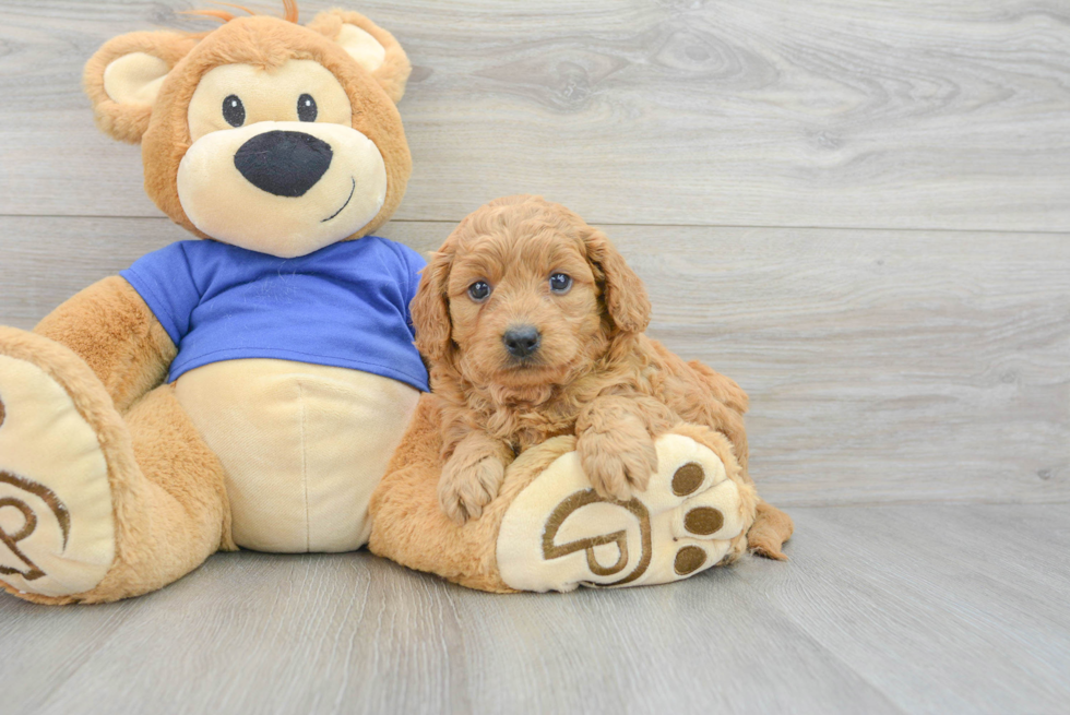 Popular Mini Goldendoodle Poodle Mix Pup