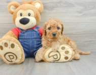 7 week old Mini Goldendoodle Puppy For Sale - Windy City Pups