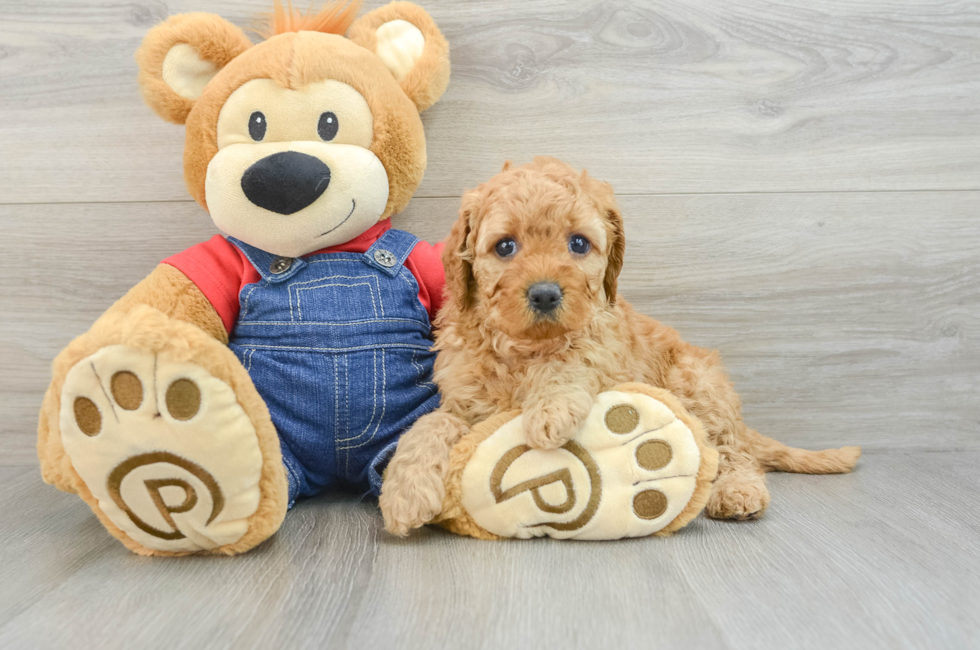 7 week old Mini Goldendoodle Puppy For Sale - Windy City Pups