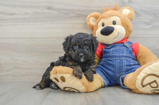 Friendly Mini Goldendoodle Baby