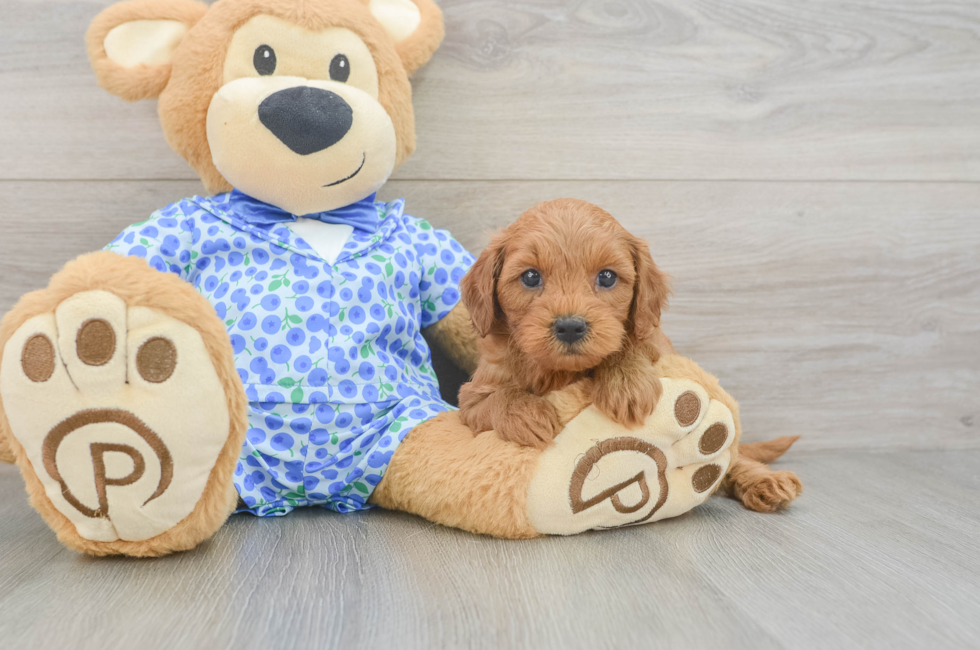 5 week old Mini Goldendoodle Puppy For Sale - Windy City Pups