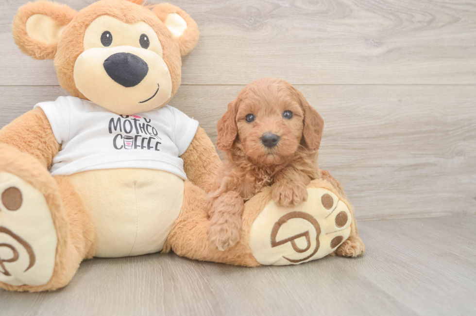 5 week old Mini Goldendoodle Puppy For Sale - Windy City Pups