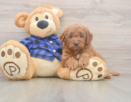 6 week old Mini Goldendoodle Puppy For Sale - Windy City Pups