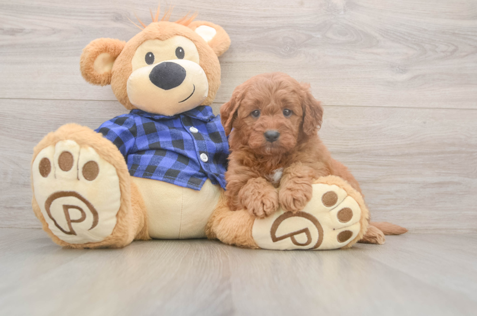 6 week old Mini Goldendoodle Puppy For Sale - Windy City Pups