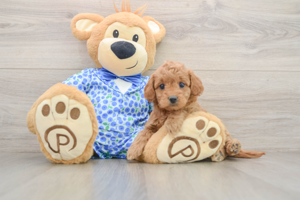 Hypoallergenic Mini Goldiepoo Poodle Mix Puppy