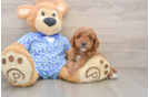 Playful Mini Groodle Poodle Mix Puppy