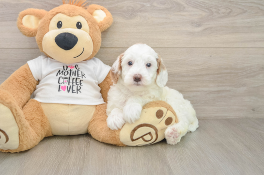 Mini Goldendoodle Puppy for Adoption