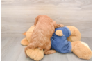 Best Mini Goldendoodle Baby
