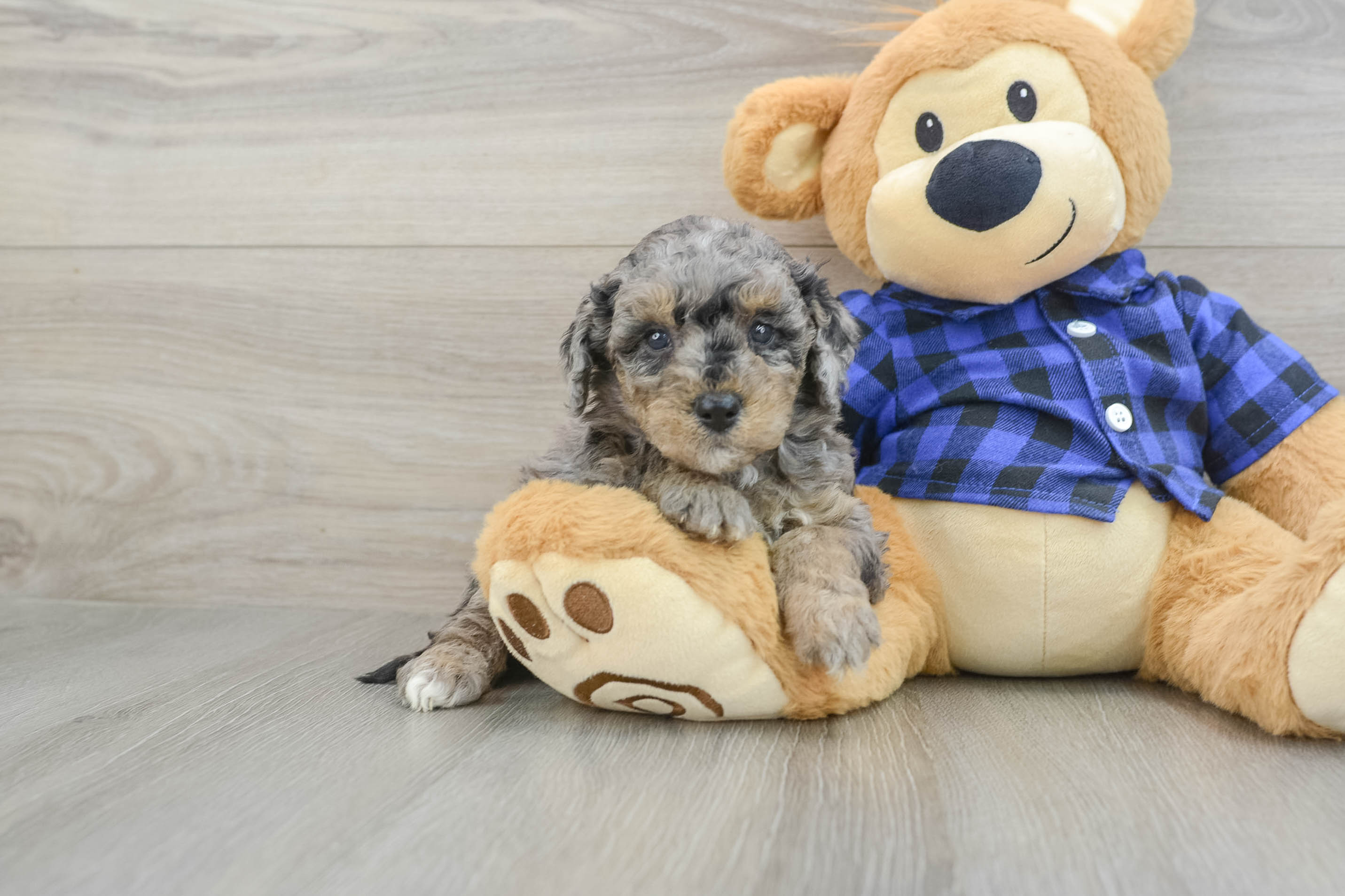 Mini Goldendoodle Pup Being Cute