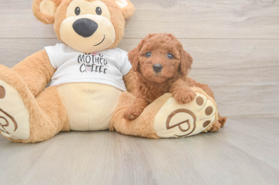 5 week old Mini Goldendoodle Puppy For Sale - Windy City Pups