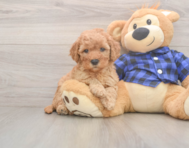 6 week old Mini Goldendoodle Puppy For Sale - Windy City Pups