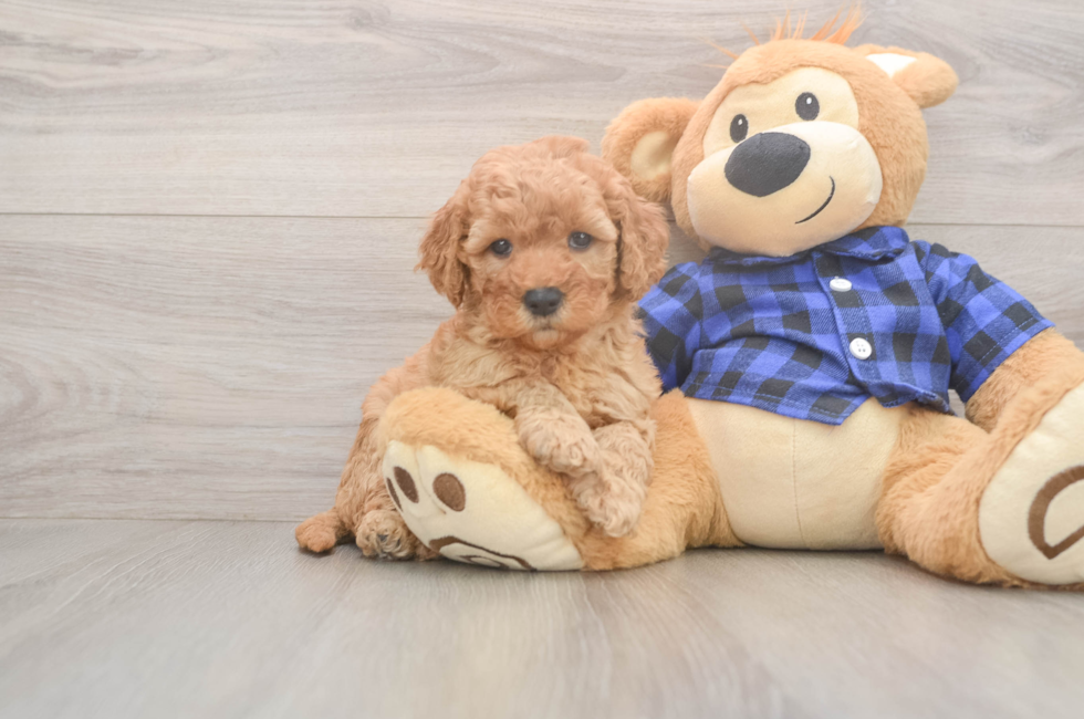 6 week old Mini Goldendoodle Puppy For Sale - Windy City Pups