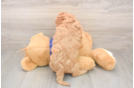 Smart Mini Goldendoodle Poodle Mix Pup